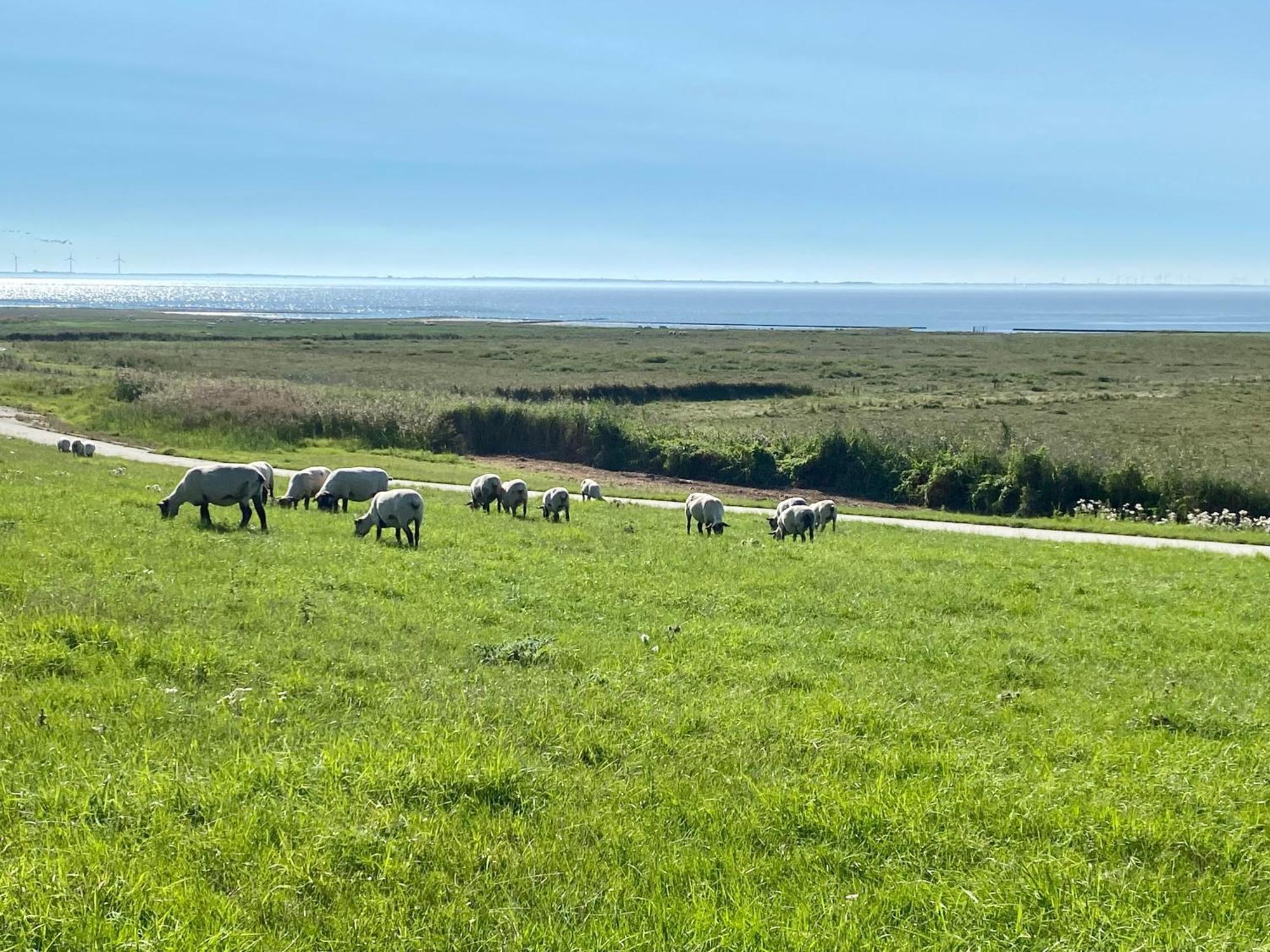Haus Meerauszeit - Erholung An Der Nordsee Schweiburg Esterno foto